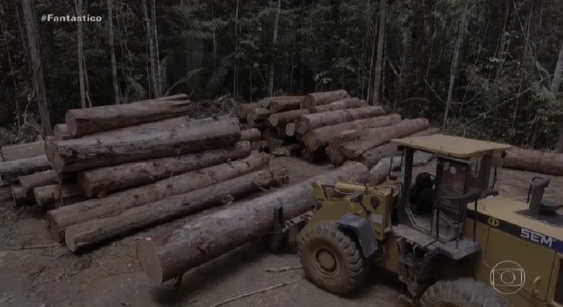 99% do desmatamento feito no Brasil em 2019 foi ilegal